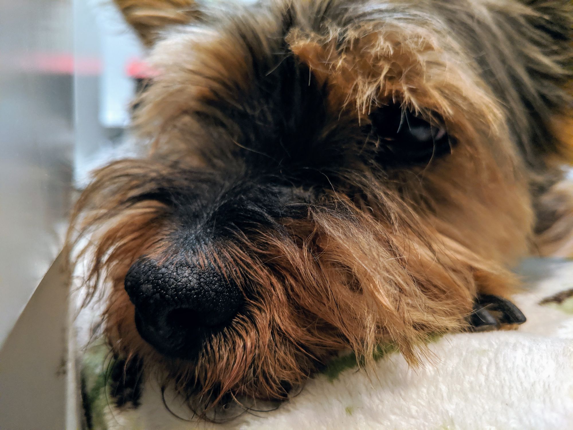 Close up of dog lying on pillow